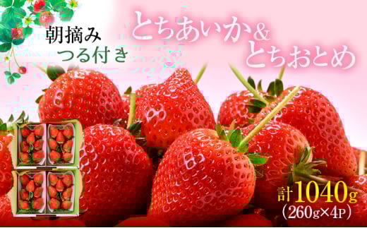 【先行予約】あいか×おとめハーフ＆ハーフ 4パック（2025年11月下旬～12月中旬）いちご 果物 フルーツ 苺 イチゴ くだもの とちあいか とちおとめ 朝取り 新鮮 美味しい 甘い
