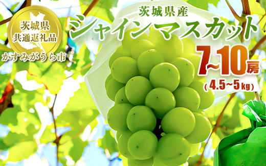 
シャインマスカット 7～10房 約4.5kg～5kg【茨城県共通返礼品 かすみがうら市】 マスカット ぶどう 果物 くだもの フルーツ 国産 茨城県 守谷市 送料無料　※2024年8月上旬～11月下旬頃に順次発送予定
