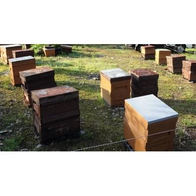 ふるさと納税 宍粟市 しそうの天然はちみつK5 |  | 01