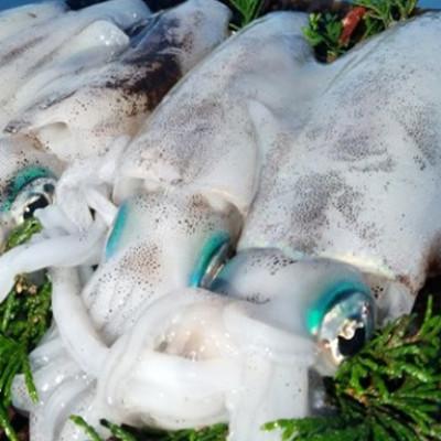 ふるさと納税 若狭町 若狭湾産 アオリイカ3〜8杯 スミ抜き/冷凍(1.5kg程)