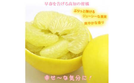 【果樹園直送】土佐文旦　4L　2個入り　1.5kg　特選品贈答用　果物　柑橘　フルーツ　ぶんたん　ブンタン　分担　高知県土佐市　お取り寄せ 産地直送　おいしい 美味しい　返礼品　白木果樹園