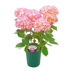 【先行予約】 母の日に！ アジサイピンク 赤 系 5号 2026年5月から順次発送 オンライン決済限定 花 花