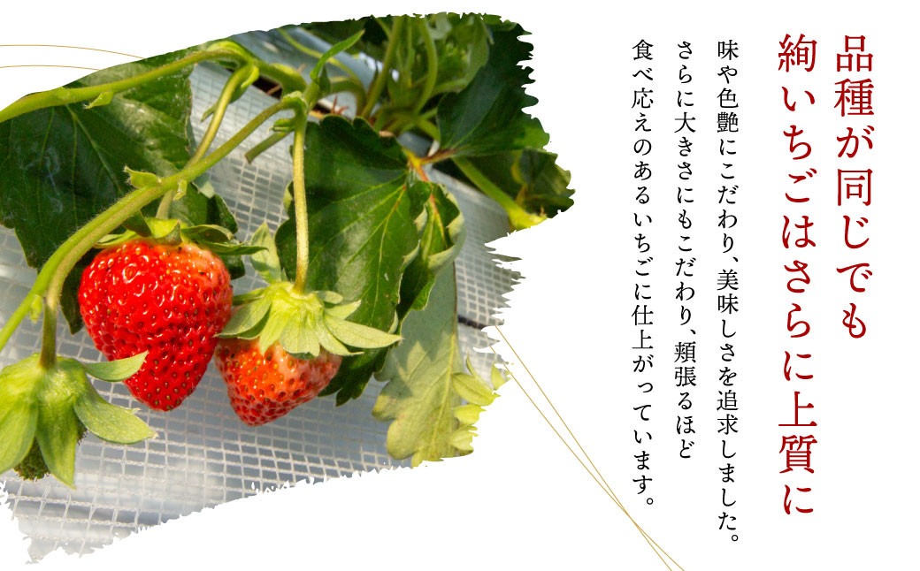 【絢】 いちご 約500g （約250g×2） ゆうべに 苺 【絢音ベリー農園】 厳選 希少