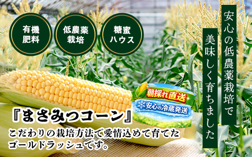 予約受付 スイートコーン （ゴールドラッシュ）9~10本 | 朝採れ 冷蔵発送 とうもろこし トウモロコシ コーン 野菜 高糖度 春 夏 旬 鹿島市産 佐賀県産 【2026年5月中旬～順次発送】佐賀県