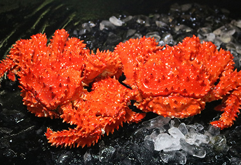 浜ゆで花咲がに活時700～900g前後×3尾 C-60002
