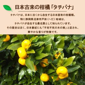 クラフトコーラ 250ml 2瓶 スーベニア セット 柑橘 たちばな 橘 戸田 コーラ アレンジ 贈答 ギフト プレゼント 瓶 戸田たちばなコーラ めんだこ 静岡県 静岡 沼津 沼津市 クラフトコーラ