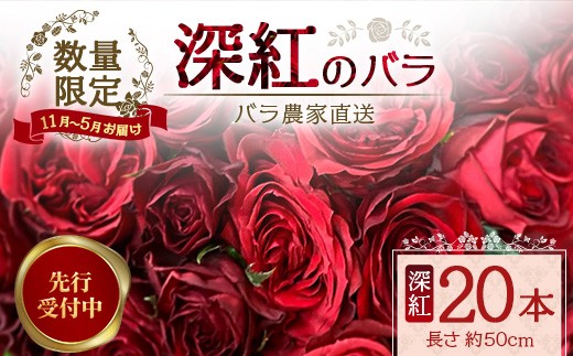 ※先行予約※【数量限定・ギフト】 ばら農家直送！深紅の薔薇20本お届け  TB-17│ローズ 新鮮 バラ 花 フラワー 花束 ばら 薔薇 誕生日 記念日 結婚祝い プロポーズ ギフト プレゼント お祝い 贈り物 贈答 鹿児島県 南大隅町 富田バラ園