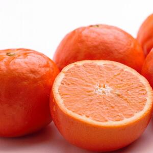 ＜4月より発送＞家庭用 セミノールオレンジ5kg+150g（傷み補償分）訳あり 有田産