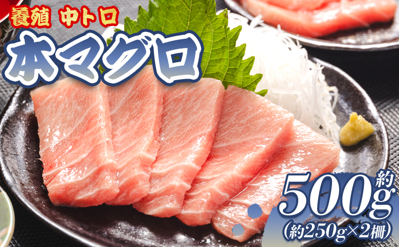 マグロ 本まぐろ 養殖 中トロ 計約500g 2冊 oo-0002