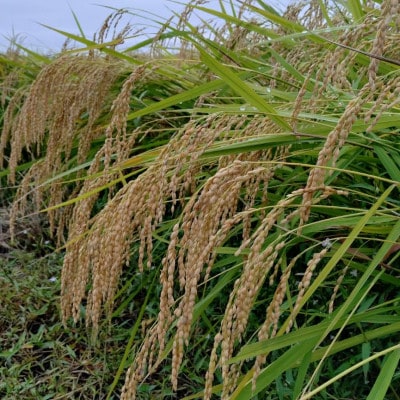 令和7年産　宮城県登米市産コシヒカリ(精米)5kg×2袋セット【1725582】