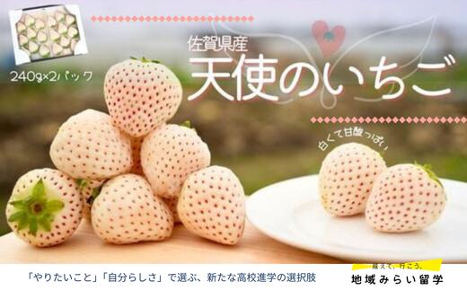 
            【先行予約｜イチゴ農家 凛々】佐賀県小城市産「天使のいちご」計480g（240g×2箱）
          