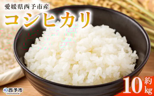 ＜愛媛県西予市産 コシヒカリ 10kg＞ 国産 愛媛県産 宇和町産 宇和米 こしひかり お米 米 コメ こめ 白米 精米 ご飯 新鮮 10kg 10キロ 選べる 特産品 大塚農園 愛媛県 西予市