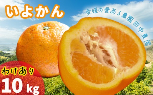 【2027年1月上旬頃から順次発送】伊予柑 いよかん 約 10kg 訳あり愛媛産 愛媛県産 国産 愛媛みかん 愛媛蜜柑 愛媛ミカン みかん ミカン mikan　みかん10kg 柑橘類 先行予約 訳アリ