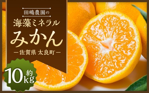 海藻ミネラルみかん 10kg　みかん ミカン 蜜柑 温州みかん 完熟みかん 甘熟 柑橘 日南 大浦 原口 石地 青島 有機栽培 国産 こだわり ノーワックス 贈答品 産地直送 詰め合わせ 佐賀県産 太良町 N40x1 【2026年10月下旬～2027年1月上旬迄発送予定】