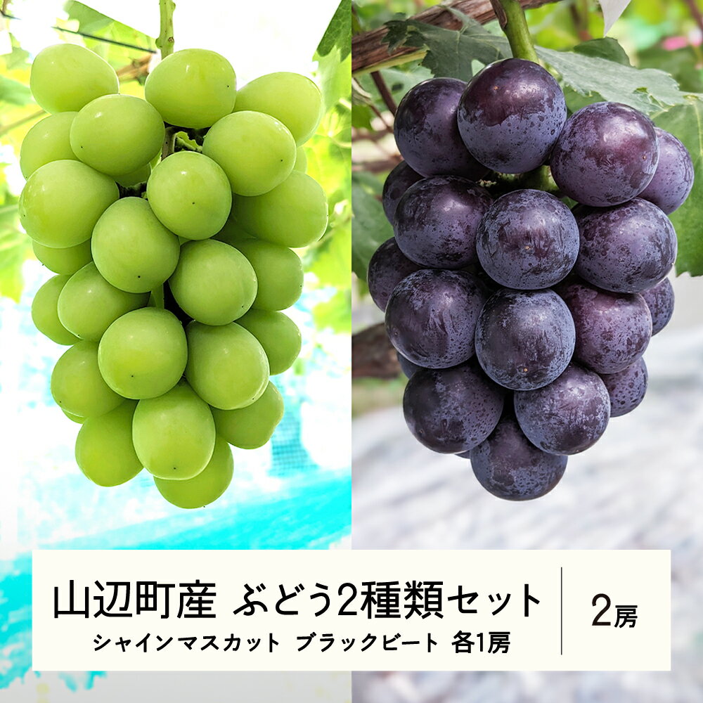 【ふるさと納税】 《先行予約》2025年 山形県山辺町産 特選シャインマスカットと果汁たっぷりブラックビートセット 2025年9月中旬から順次発送 F21A-239
