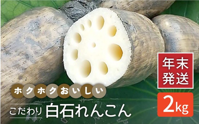 
【年末発送】【先行予約】こだわり白石れんこん 2kg【れんこんの家やました】 [IAW004]
