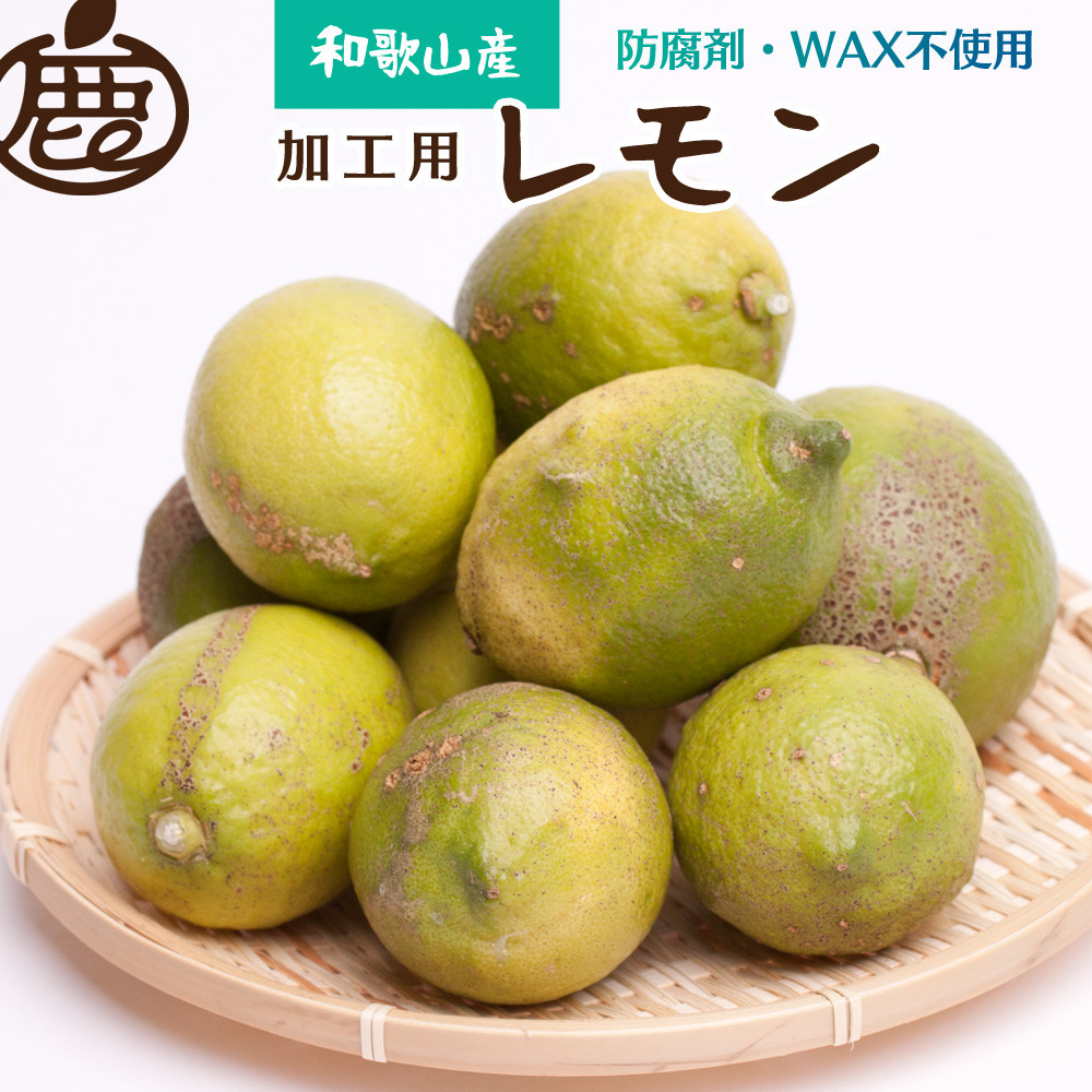 
＜先行予約＞加工用　黒潮レモン10kg+300g（傷み補償分）【和歌山有田産】【防腐剤・WAX不使用、安心の国産レモン】【わけあり・訳ありレモン】【果汁用】 ※2024年9月上旬頃～2025年4月下旬頃に順次発送【ikd182】
