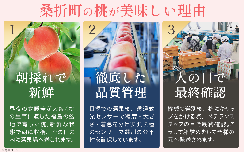もも【さくら白桃・2027年産先行予約】特秀　5kg　桑折町産　JAふくしま未来　桃 ／ もも モモ 白桃 さくら白桃 桃 フルーツ 旬の果物 特秀品 高品質 果汁たっぷり やわらかい 甘い果物 夏ギ