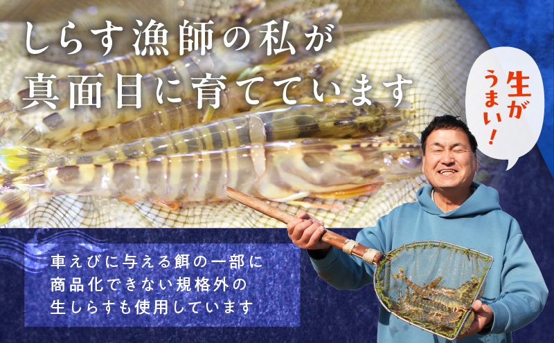 【生食可】泉州車えび 300g【訳あり サイズ不揃い 先行予約 エビ 海老 国産 魚介類 海鮮丼 冷凍】 G2185
