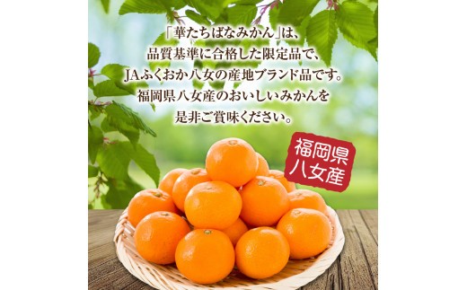 「華たちばなみかん」は、品質基準に合格した限定品で、JAふくおか八女の産地ブランド品です。