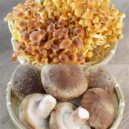 四種のきのこの炊き込みご飯の素　4パック【1383940】