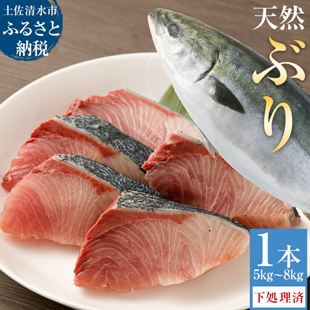 【ふるさと納税】（令和8年3月発送） 土佐清水産天然ぶり まるごと1本（5kg～8kg）下処理あり（内臓除去済）【※着日指定不可※】鮮魚 鰤 ブリ ぶり大根 刺身 ぶりしゃぶ 天然 故郷納税 土佐清水市 送料無料 高知 しゃぶしゃぶ たたき 海鮮丼 【R00874】