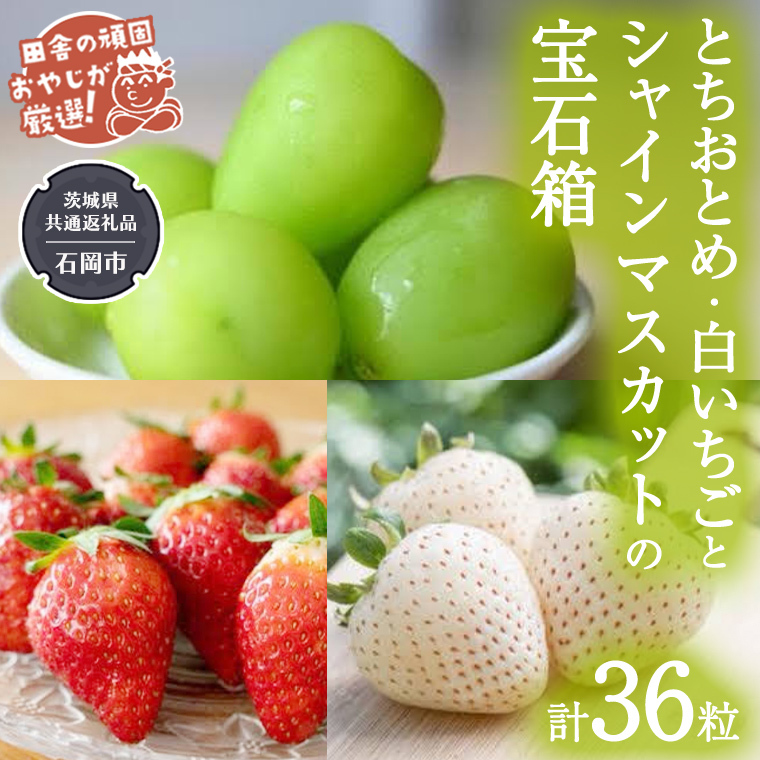 【2026年12月より発送開始】「粒々いちご36粒」とちおとめと白いちごとシャインマスカットの宝石箱（茨城県共通返礼品 [いちご]：城里町産　[ぶどう]：結城市） 詰め合わせ 果物 フルーツ 茨城県産