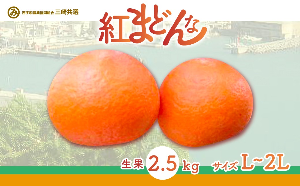 【先行予約】【数量限定】【贈答用】限定100ケース！紅まどんな（生果2.5kg/L～2Lサイズ）※離島への配送不可（2025年12月上旬より順次発送予定） IKTBD002