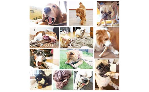 エゾ鹿の角ガム 8cm 超小型犬用 3個 北海道産 国産 無添加 犬用ガム 天然鹿角 長持ち デンタルケア ペット おやつ F5F-0055