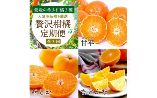 ＜発送月固定定期便＞愛媛の高級柑橘3品種!まどんな・甘平・せとか＜訳あり＞＜H25-199＞全3回【4066399】