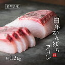 【ふるさと納税】「百年かんぱち」フィレ 約1.2kg 　東かがわ市　お届け：2024年9月上旬～11月上旬