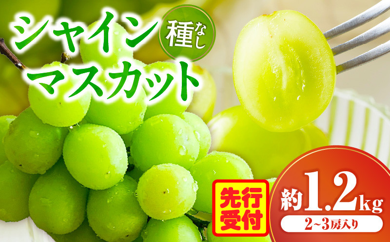 
            シャインマスカット　2～3房入り（約1.2kg） | マスカット ぶどう ブドウ 葡萄 果物 フルーツ 人気 香川 香川県 三木町 種なし 皮ごと食べられる ジューシー 旬 おすすめ |_mk006-034
          