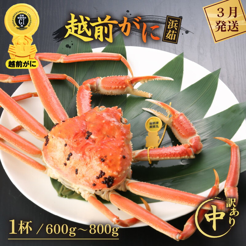 【ふるさと納税】【訳あり】≪浜茹で≫越前がに 中サイズ（生で600〜800g） × 1杯【雄 ズワイガニ 越前ガニ 姿 ボイル 冷蔵 かに カニ 蟹 福井県】【3月発送分】希望日指定可 備考欄に希望日をご記入ください