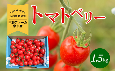 〔先行受付〕しおかぜの畑中野ファーム余市産トマトベリー1.5kg(2025年初夏発送)　ミニトマト_Y037-0258