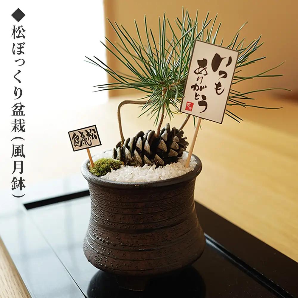 ミニ松 盆栽 ※2026年6月～発送