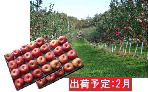 
2月 訳あり 家庭用サンふじ約10kg　【大江町産・山形りんご・大地農産】 [№5823-0749]
