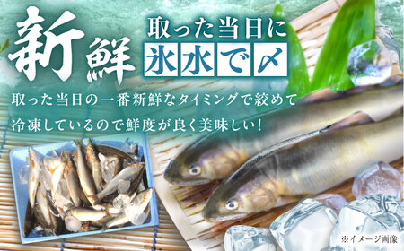 天然あゆの一夜干し 特大 3匹セット / あゆ 天然 鮎 / 恵那市 / 恵那物産館[AUFS003]