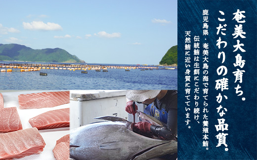 奄美大島 伝統鮪 厚切り 大トロ・中トロ・赤身（各1柵 各250g）セット 柵 冷凍 鮪 まぐろ 海鮮 刺し身 お刺身 さしみ 生食用 赤身 中トロ 大トロ 鹿児島県 奄美大島 宇検村