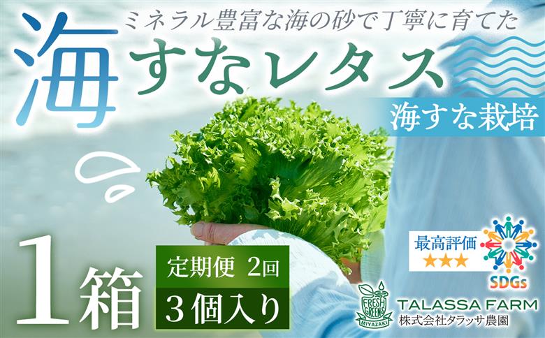 ［定期便2か月］フリルレタス「海すなレタス」3個入×1箱×2か月 新鮮 野菜 サラダ【B698】 ［2回定期便］3個入×1箱×2か月