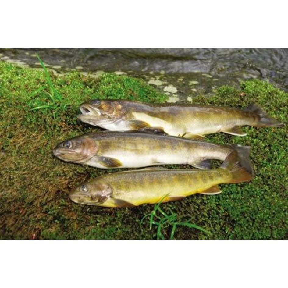 【ふるさと納税】ふるさと納税 王滝村＜木曽川での渓流釣りを楽しむ＞遊漁許可証(年券　腕章)（令和7年版）