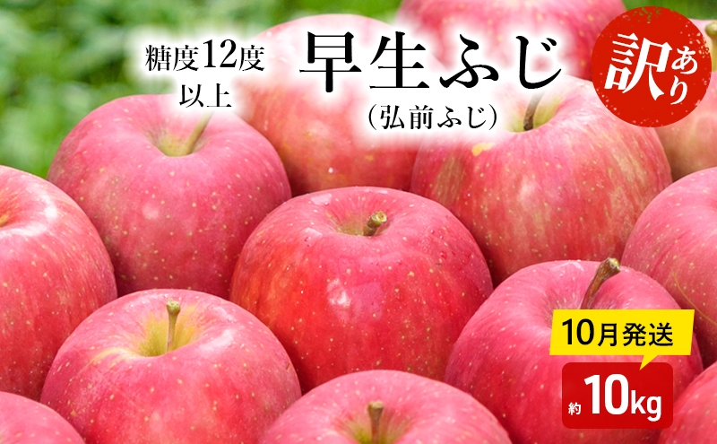 
                  【10月発送】（糖度12度以上）訳あり品 家庭用 早生ふじ (弘前ふじ) 約 10kg 【 青森りんご 果物類 美味しい 採れたて 選りすぐり 高糖度 12.5度 ご家庭用 甘さ 驚き 果汁 土壌 肥料 プレゼント 】
                
