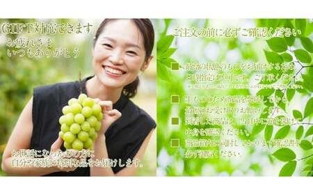 赤秀ぶどう プレミアム シャインマスカット 晴王 1房 約600g 【先行予約：2026年9月上旬～10月下旬発送予定2回定期便】 船穂産 赤秀品以上 皮ごと食べる みずみずしい 糖度保証 岡山県産 