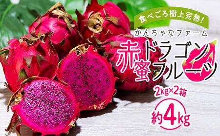 奄美産 食べごろ樹上完熟『赤蜜ドラゴンフルーツ』2kg×2箱セット＜北海道・沖縄県配送不可＞ | ドラゴンフルーツ 果物 フルーツ 南国フルーツ 産地直送 季節限定 鹿児島県 奄美大島 瀬戸内町産