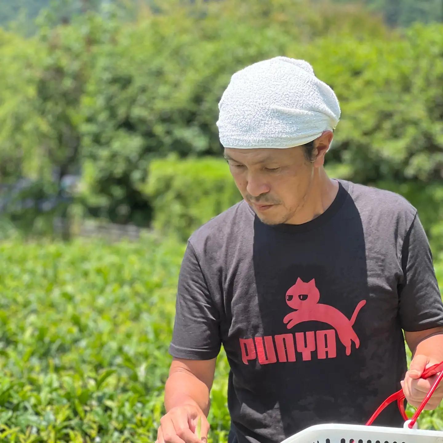 【３個セット】水源の森で育った自然栽培茶　竜集粉末茶【 茶 お茶 茶葉 美味しい神奈川県 山北町 】