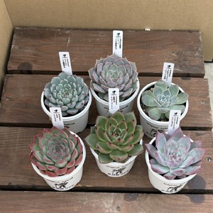 エケベリア オリジナル 交配種 おまかせ 4個 セット ／【多肉屋GPK】 インテリア インテリア植物 おしゃれインテリア オシャレ おしゃれ 多肉 多肉植物 観葉植物 植物 おまかせセット 人気 高