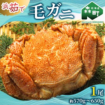 ふるさと納税 森町 【北海道産】 浜ゆで毛ガニ×1尾