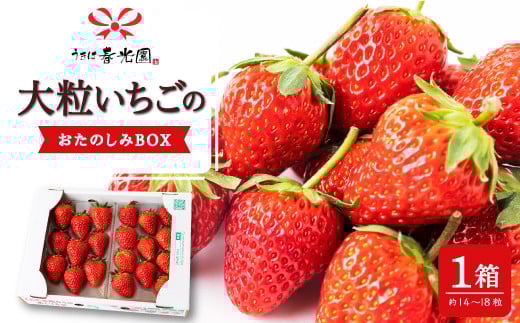 春光園 大粒いちご おたのしみBOX 1箱 【2026年4月 出荷予定】 苺 いちご イチゴ 大粒 果物 くだもの 果実 フルーツ スイーツ デザート 食品 あまおう 紅ほっぺ かおりの 恋みのり あきひめ おたのしみボックス お楽しみ セット 九州 福岡県 うきは市 冷蔵