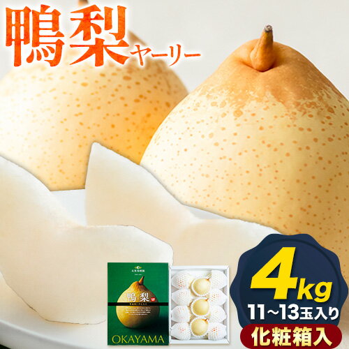 【ふるさと納税】【2025年先行予約】梨 なし 鴨梨 ヤーリー 梨 化粧箱入 4kg (11-13玉入り) 石原果樹園 《2025年11月中旬-1月上旬頃出荷》岡山県 浅口市 果物 フルーツ お取り寄せ お取り寄せフルーツ 送料無料