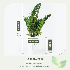 2026年4月上旬～発送【観葉植物】ザミオクルカス・ザミフォーリア 55cm～75cm(JAいぶすき/IB165-015) 観葉植物 植物 グリーン 鉢 おしゃれ 大型 インテリア 室内 開店祝い 新