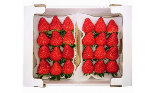 静岡県掛川市産　ミズノ農園の完熟いちご　『紅ほっぺ』約280g×6パック【配送不可地域：離島・北海道・沖縄県・四国・九州】